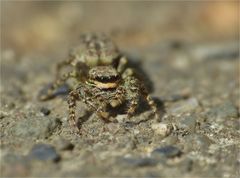 Diese Rindenspringspinne (Marpissa muscosa) ...