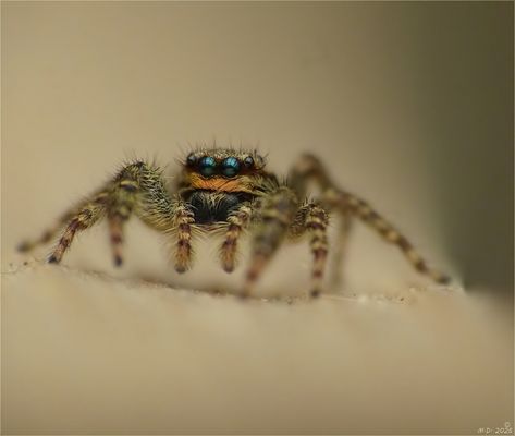 Diese Rindenspringspinnen ...