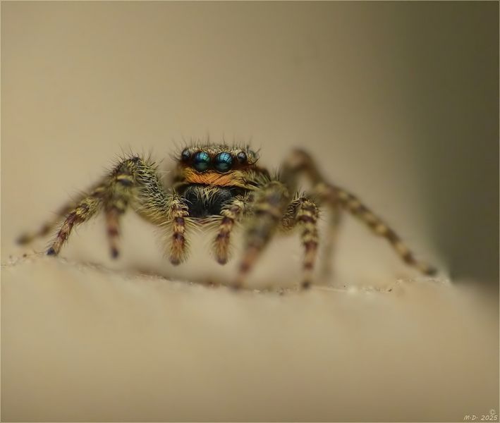 Diese Rindenspringspinnen ...