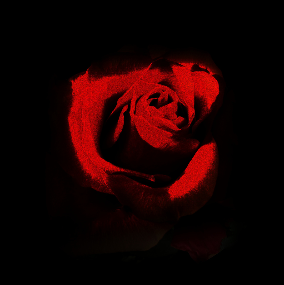 Diese Rose möge 