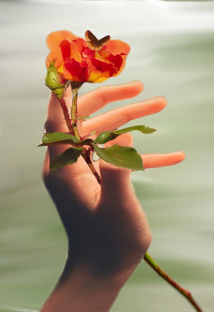 Diese Rose schenke ich Euch