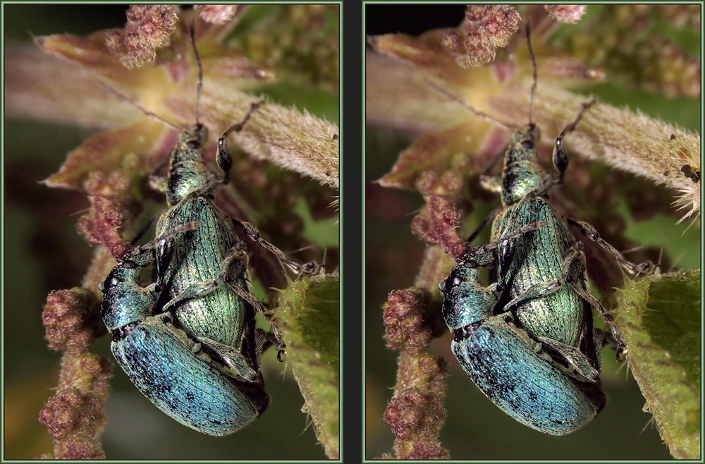 Diese Rüsselkäfer (Curculionidae)