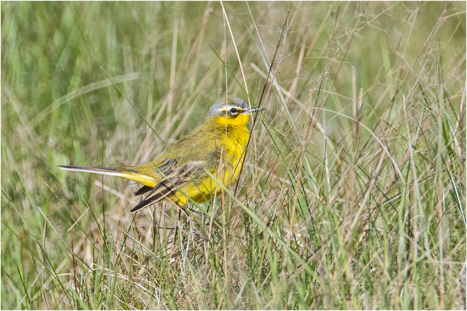 Diese Schafstelze (Motacilla flava) entdeckte ich . . .