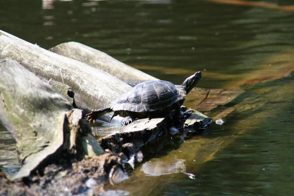 Diese Schildkröte kann can-can...