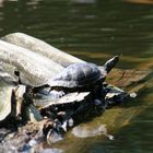 Diese Schildkröte kann can-can...