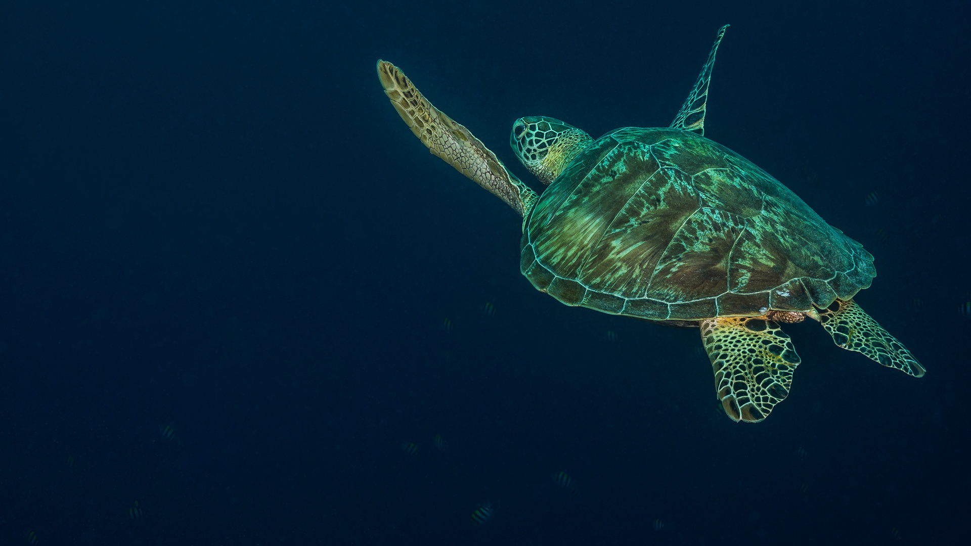 Diese Schildkröte schwebte  