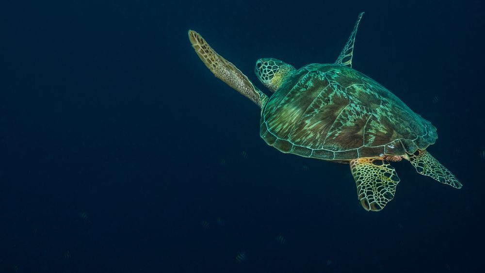 Diese Schildkröte schwebte  