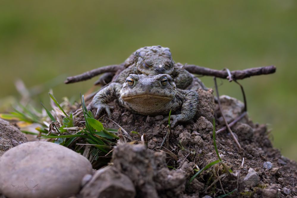 diese schlepperrei