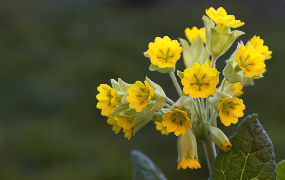 Diese Schlüsselblume