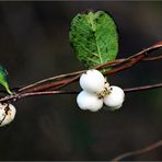 Diese "Schneebeeren"