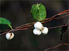 Diese "Schneebeeren"