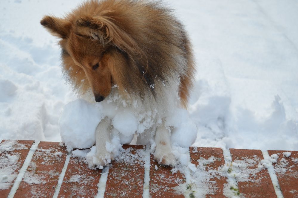 Diese Schneeklumpen voll lästig.