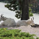 Diese Schneeziegen (Mountain Goats)...