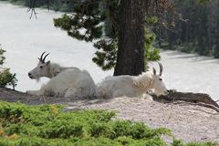 Diese Schneeziegen (Mountain Goats)...