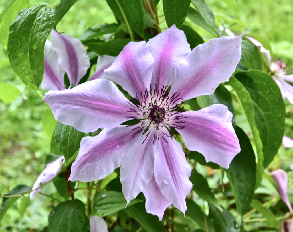 Diese schöne Blüte…