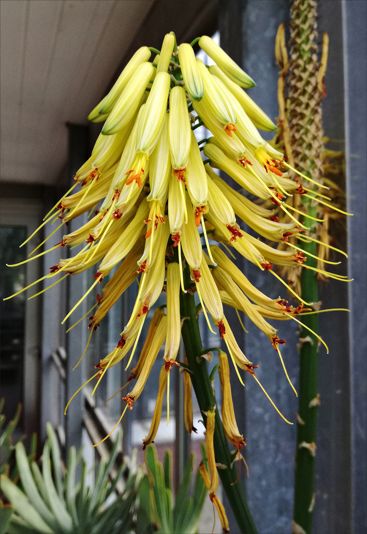 Diese schöne Blüte...