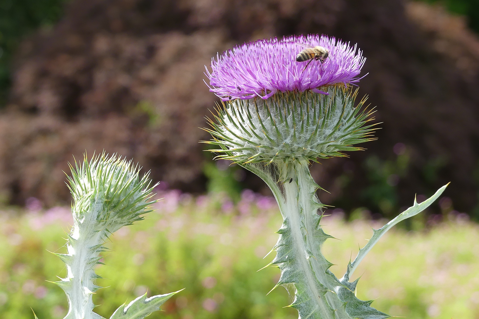 Diese schöne Distel habe ich heute ...