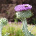 Diese schöne Distel habe ich heute ...