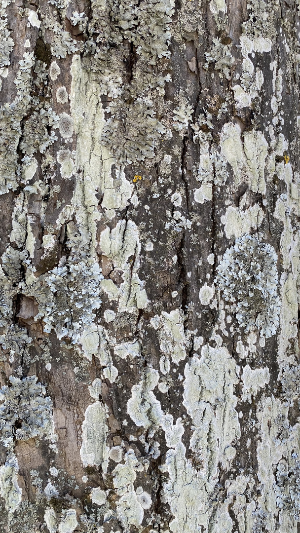 Diese schöne Flechtenlandschaft auf der rauen Rinde einer Linde (Tilia sp.) ...