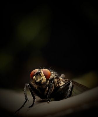 .. diese schöne Fliege wollte wohl nur mal eben Gute Nacht sagen... 