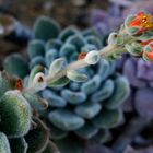 Diese schöne Kaktee (Echeveria Pulvinata)