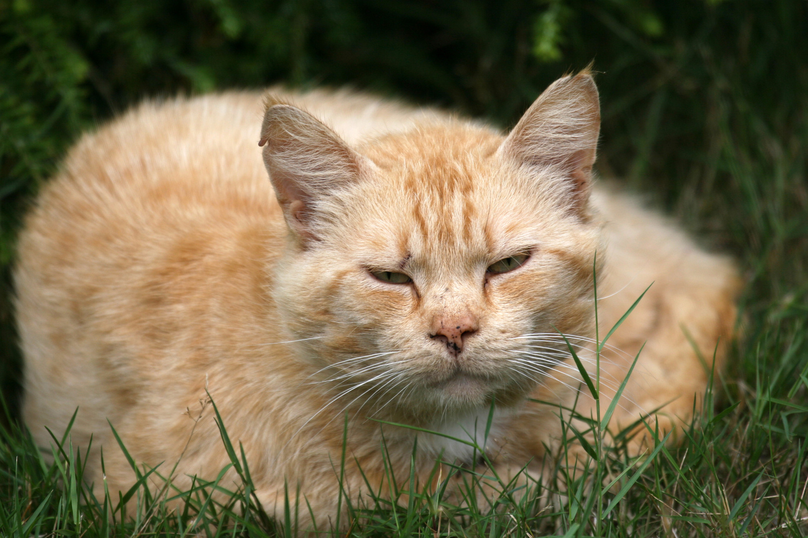 Diese schöne Katze...