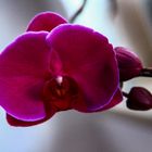 Diese schöne Orchidee.....