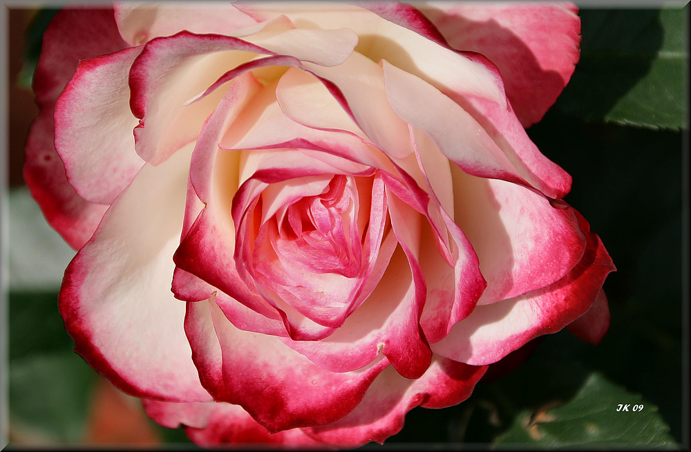 Diese schöne Rose...... Foto & Bild pflanzen, pilze & flechten