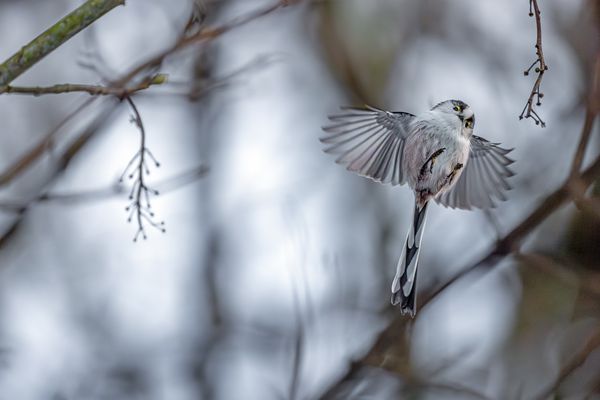 Diese schönen Augen...