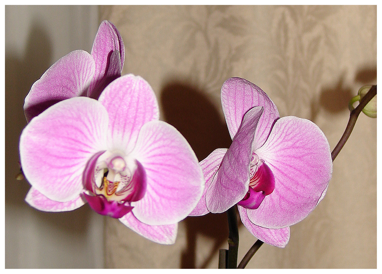 Diese schönen orchideen sende ich einen bestimmten freund - er wird