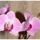 Diese schönen orchideen sende ich einen bestimmten freund - er wird