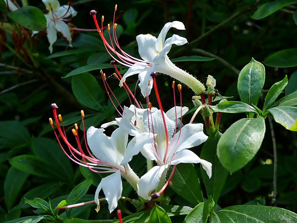 Diese schönen weißen Blüten . . .