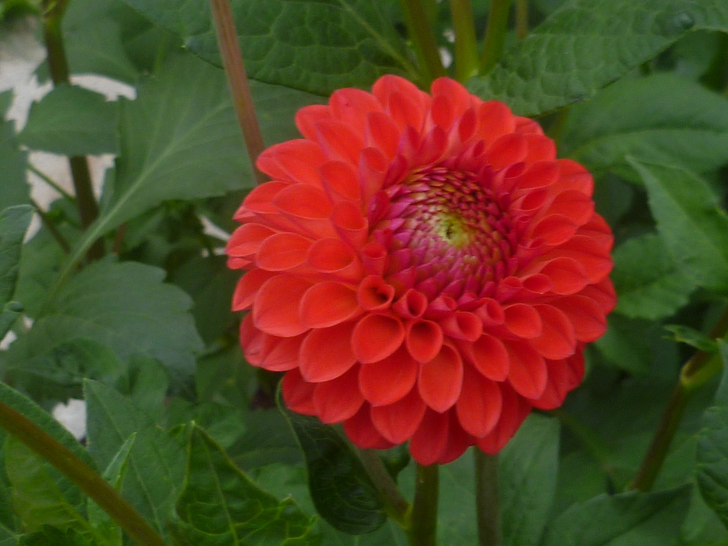 Diese Schönheit blüht bei uns im Garten