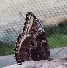 Diese Schönheit ist wenn er sich zeigt blau