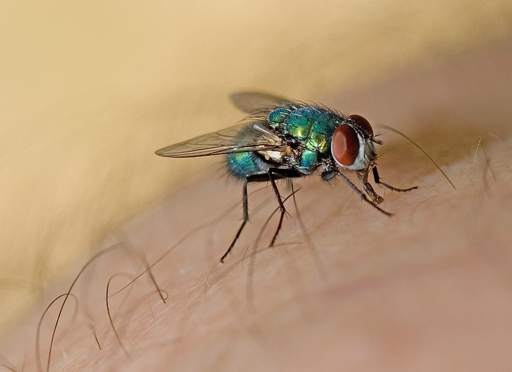 Diese Schönheit wird Schmeissfliege genannt