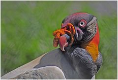 Diese schrägen Vögel