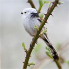 Diese Schwanzmeise (Aegithalos caudatus) mit weißem Kopf . . .