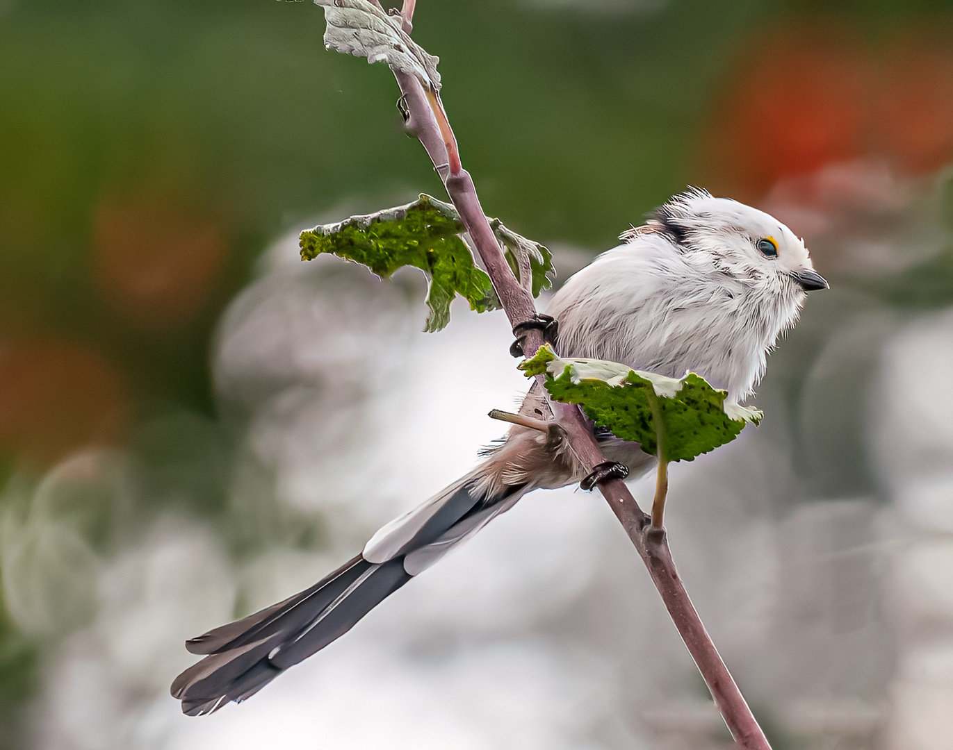 Diese Schwanzmeise kam zu Besuch!