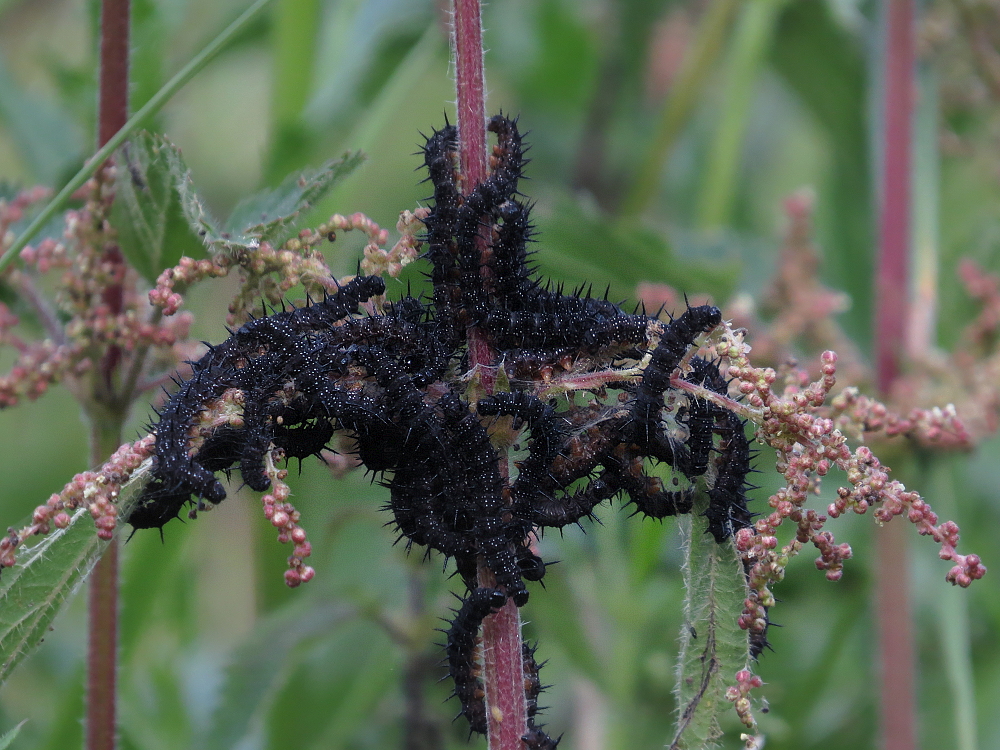 Diese schwarzen Raupen... Foto & Bild | tiere, wildlife, schmetterlinge