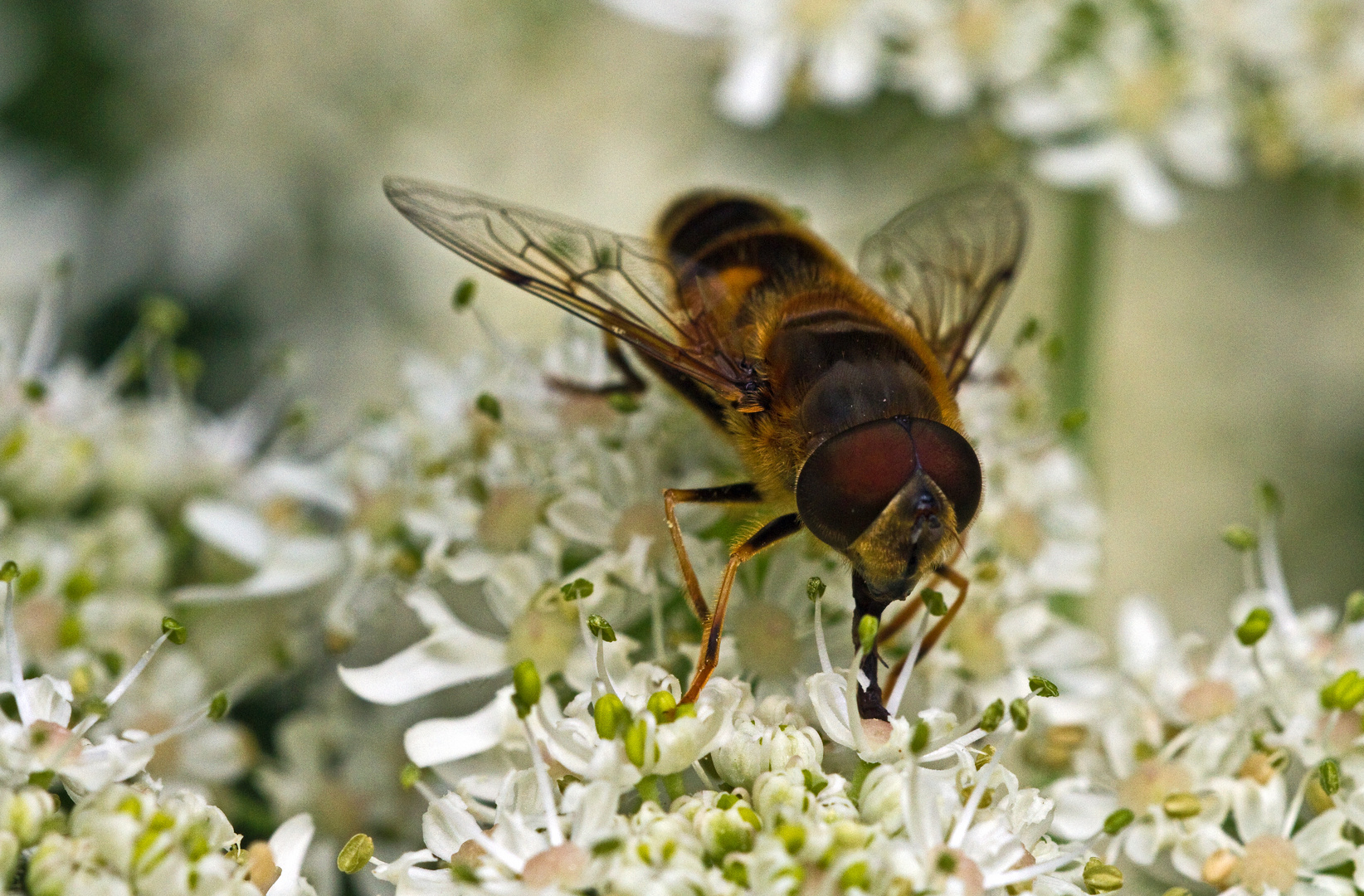 Diese Schwebfliege