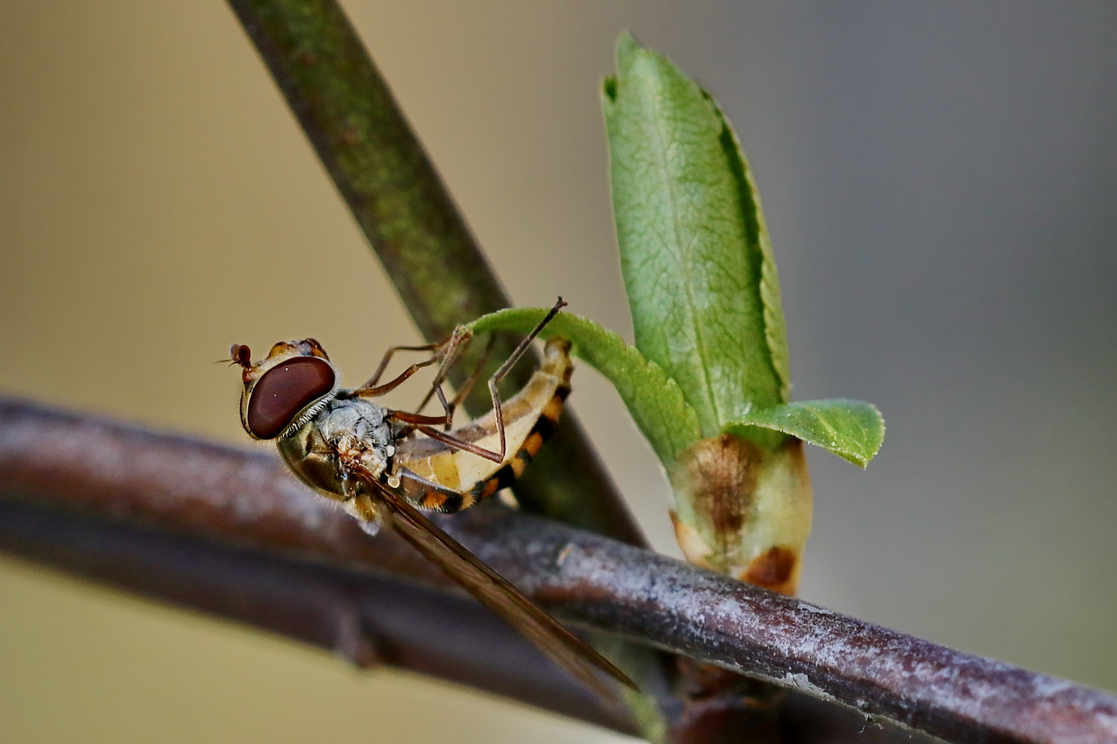 Diese Schwebfliege...