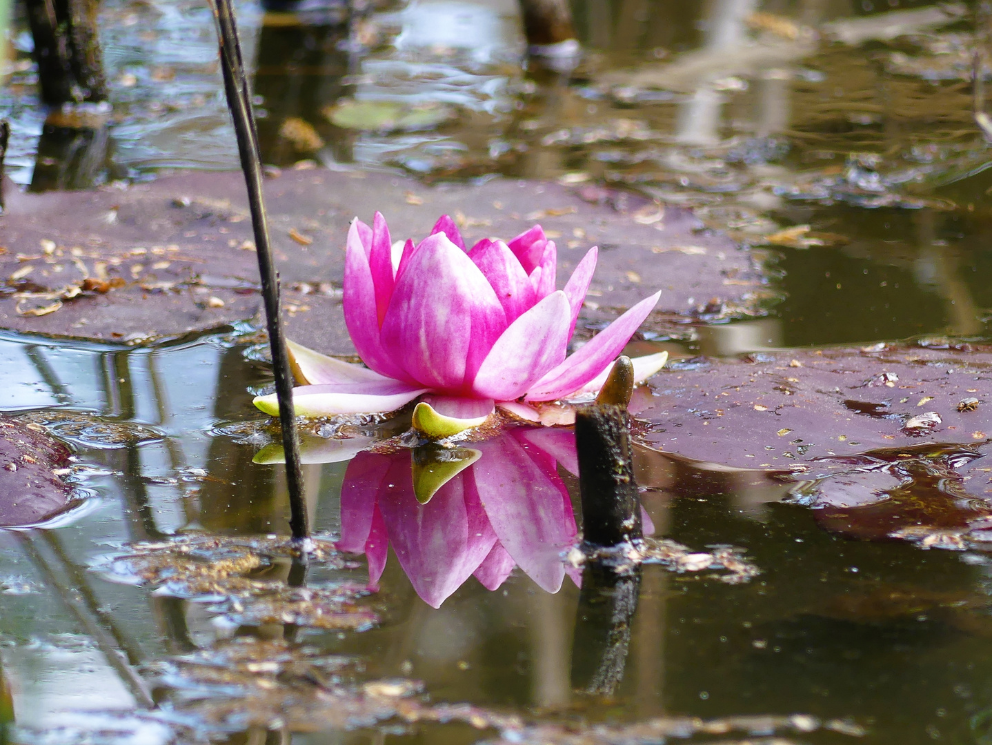 Diese Seerose ist die erste geöffnete am kleinen Teich