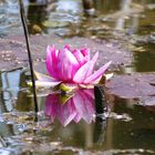 Diese Seerose ist die erste geöffnete am kleinen Teich