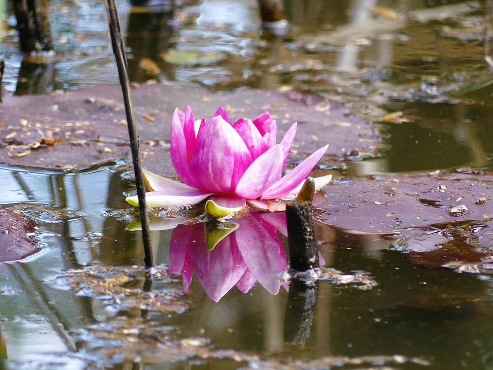 Diese Seerose ist die erste am kleinen Teich Foto & Bild
