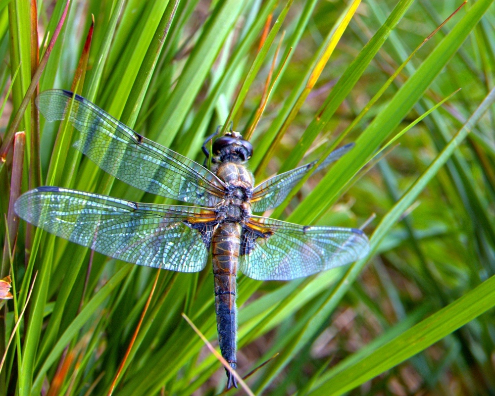 Diese Segellibelle begegnete mir im Sommer 08 am wunderschoenen Biotop Friederichsfehner See