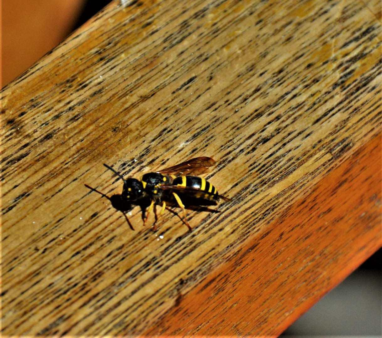 Diese sehr kleine Wespe nahm meinen Terrassenstuhl...