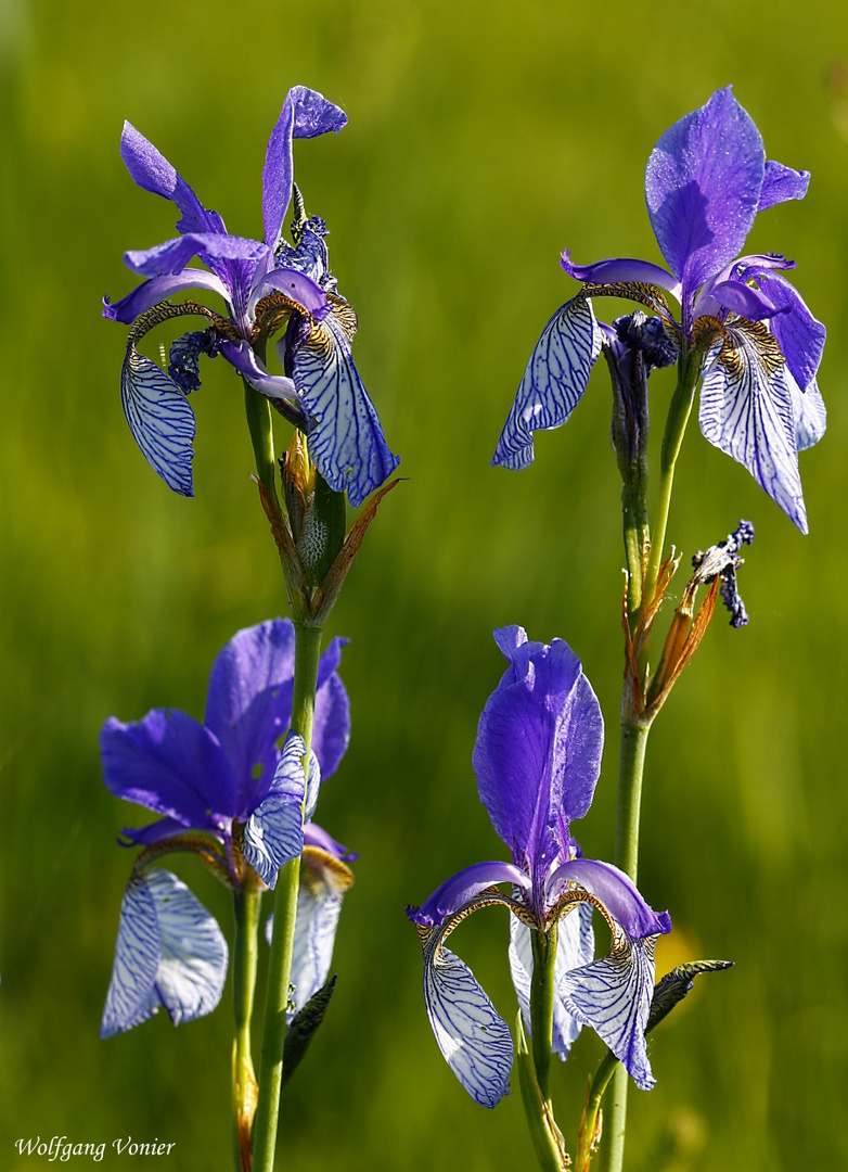 Diese Sibirische Lilien,