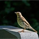 Diese Singdrossel (Turdus philomelos) konnte ich . . .