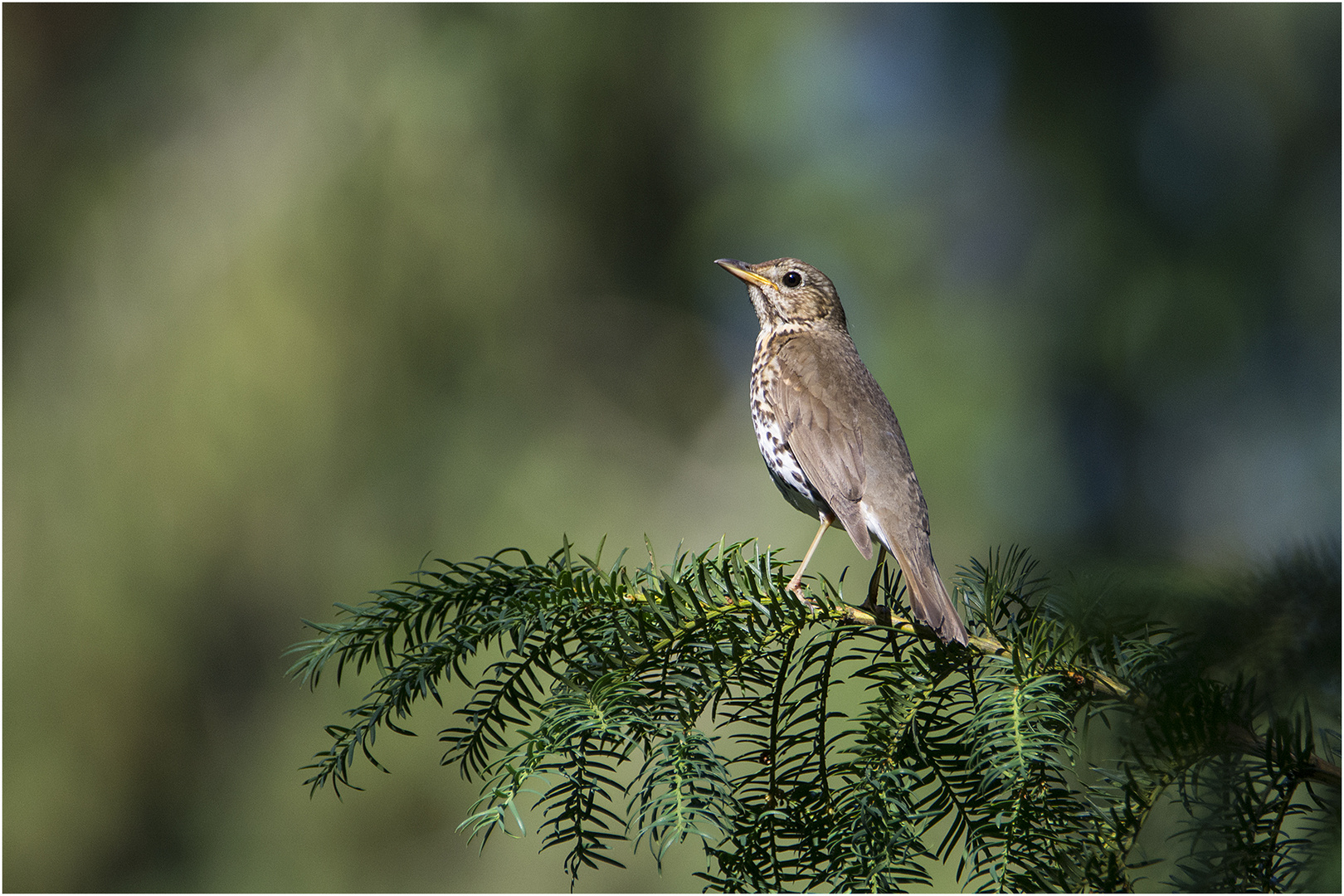 Diese Singdrossel  (Turdus philomelos) konnte ich . . .