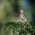 Diese Singdrossel  (Turdus philomelos) konnte ich . . .